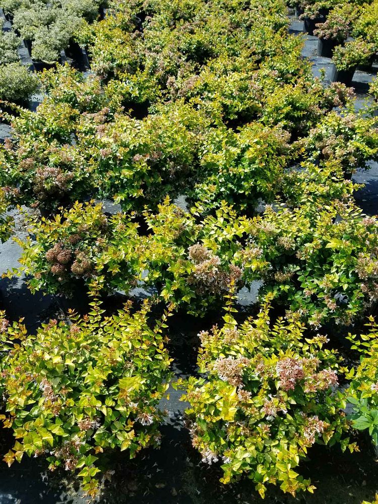 abelia-x-grandiflora-canyon-creek-glossy-abelia