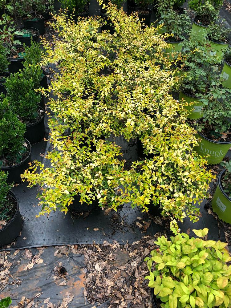 abelia-x-grandiflora-canyon-creek-glossy-abelia