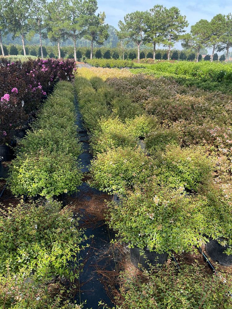 abelia-x-grandiflora-canyon-creek-glossy-abelia