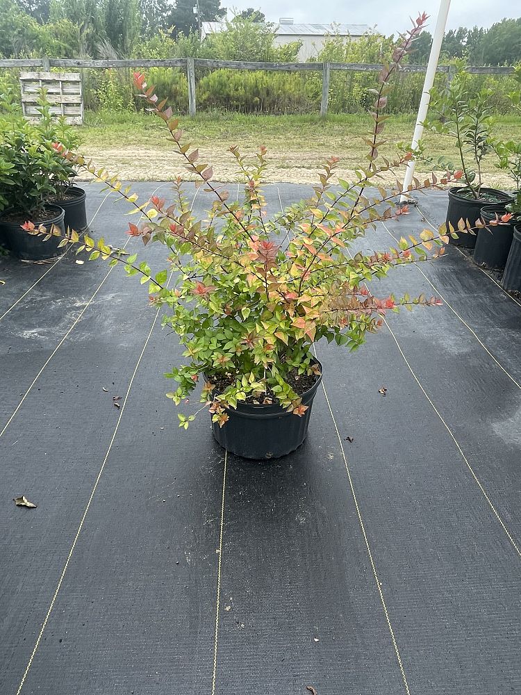 abelia-x-grandiflora-canyon-creek-glossy-abelia