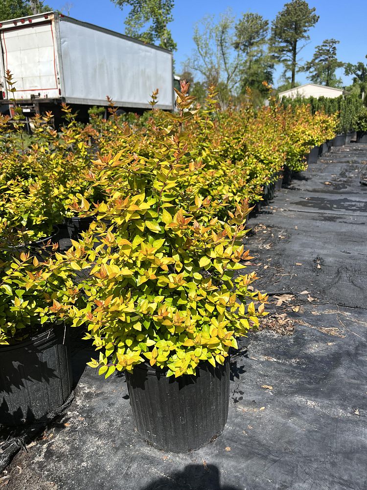 abelia-x-grandiflora-canyon-creek-glossy-abelia