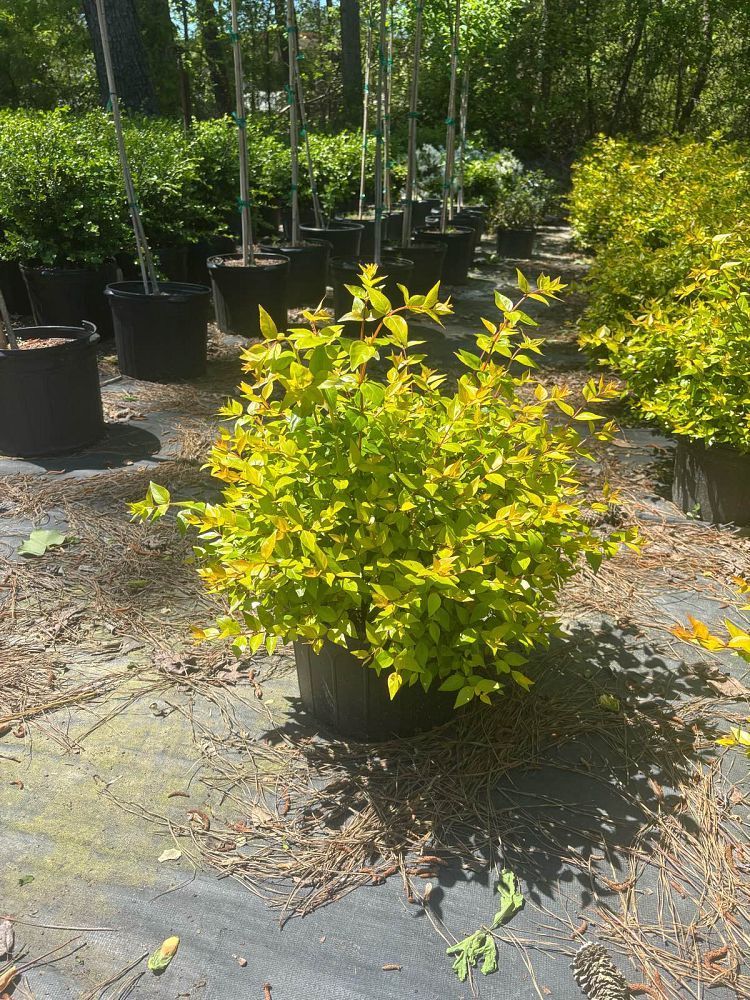 abelia-x-grandiflora-canyon-creek-glossy-abelia