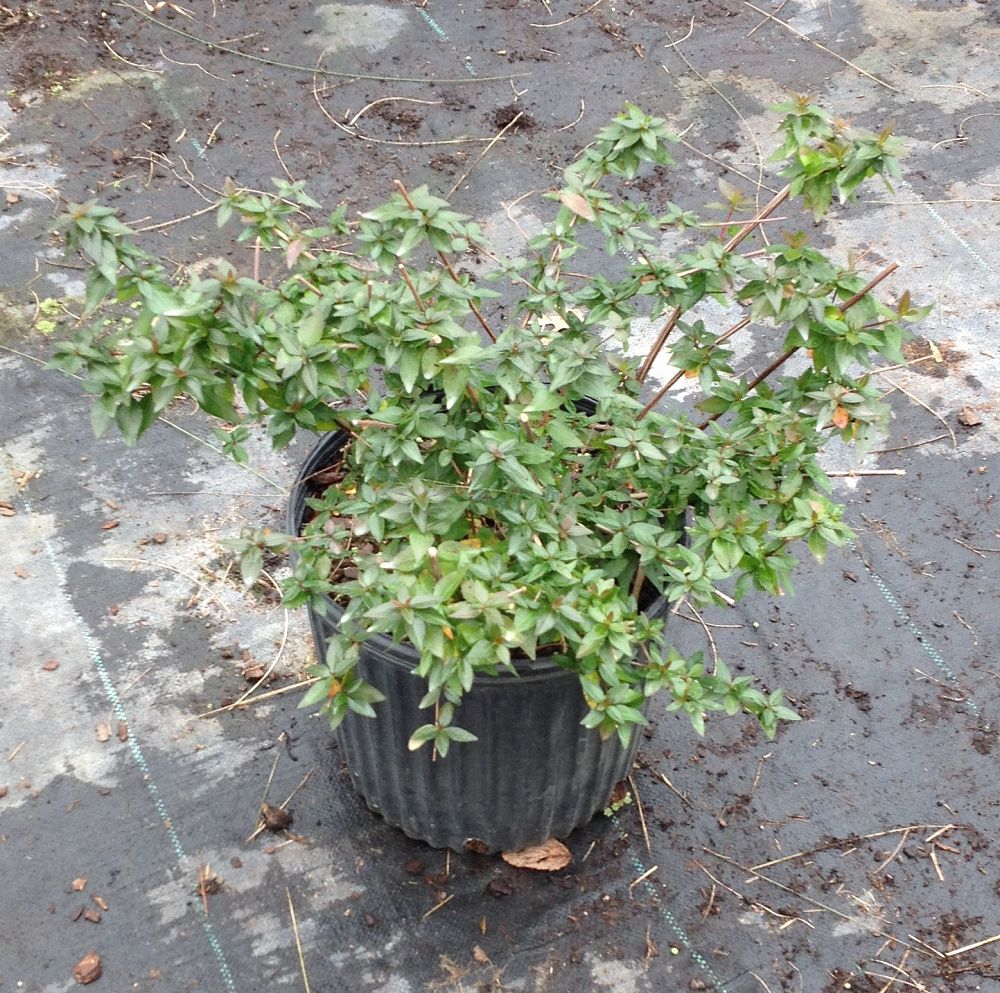 abelia-x-grandiflora-edward-goucher-glossy-abelia