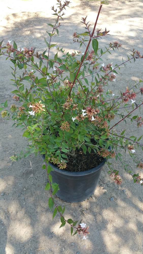 abelia-x-grandiflora-edward-goucher-glossy-abelia