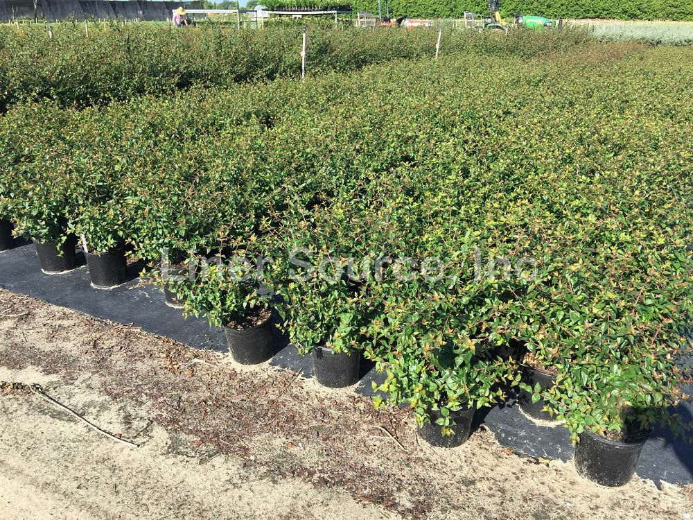 abelia-x-grandiflora-edward-goucher-glossy-abelia