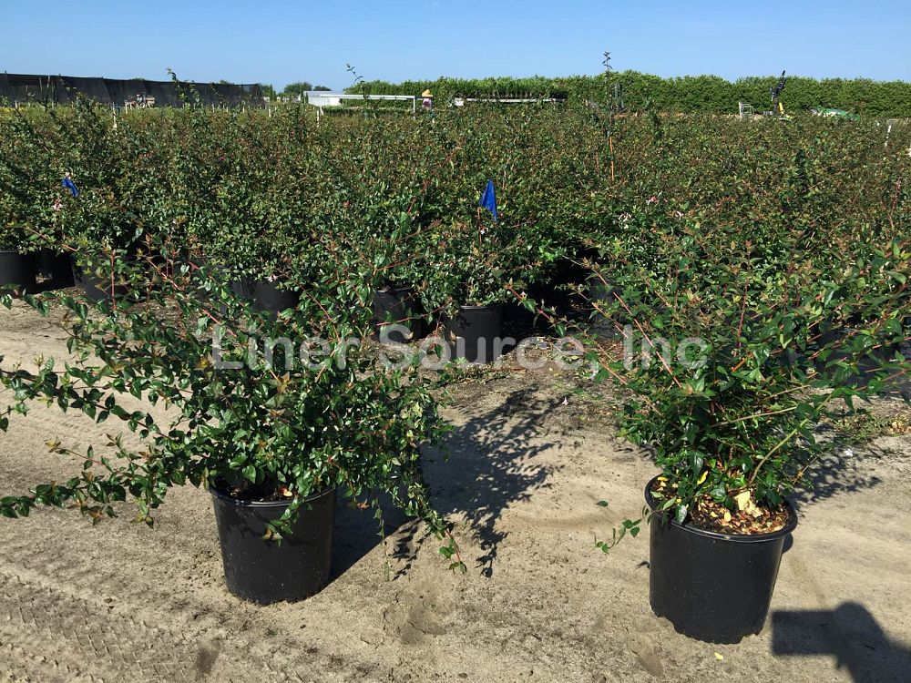 abelia-x-grandiflora-edward-goucher-glossy-abelia
