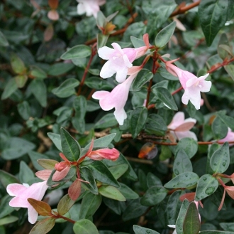 abelia-x-grandiflora-edward-goucher-glossy-abelia