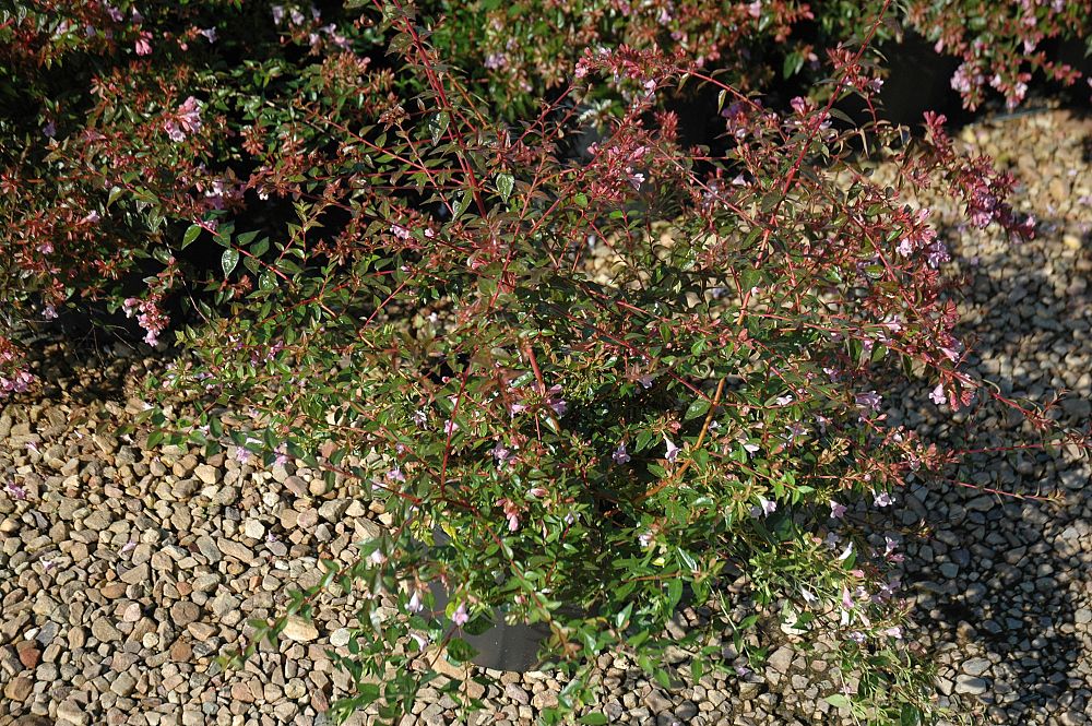 abelia-x-grandiflora-edward-goucher-glossy-abelia