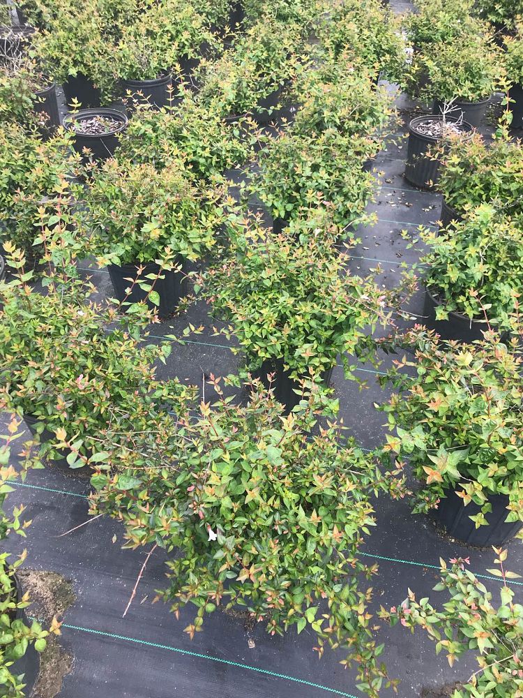 abelia-x-grandiflora-edward-goucher-glossy-abelia