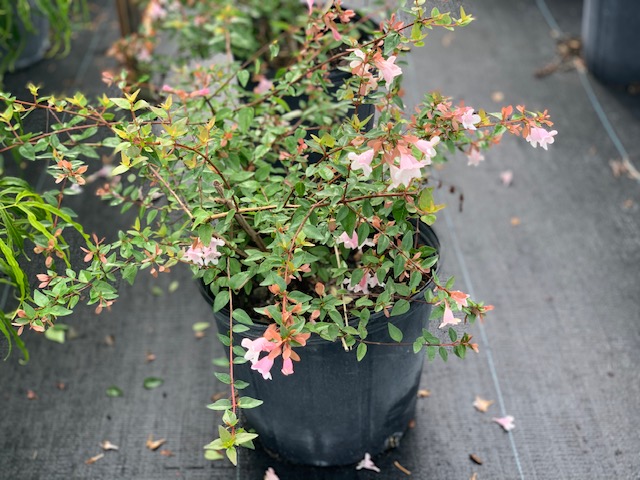 abelia-x-grandiflora-edward-goucher-glossy-abelia