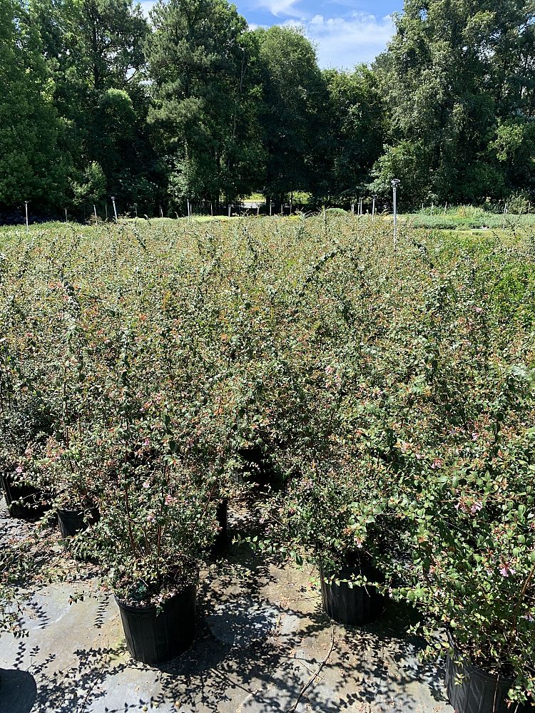 abelia-x-grandiflora-edward-goucher-glossy-abelia