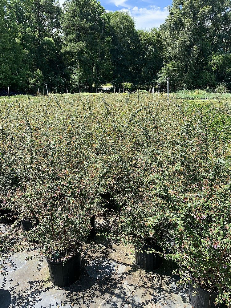 abelia-x-grandiflora-edward-goucher-glossy-abelia