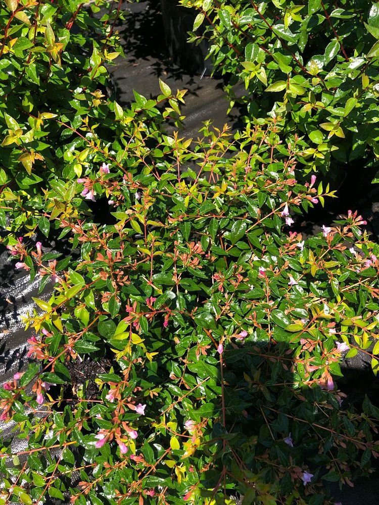 abelia-x-grandiflora-edward-goucher-glossy-abelia
