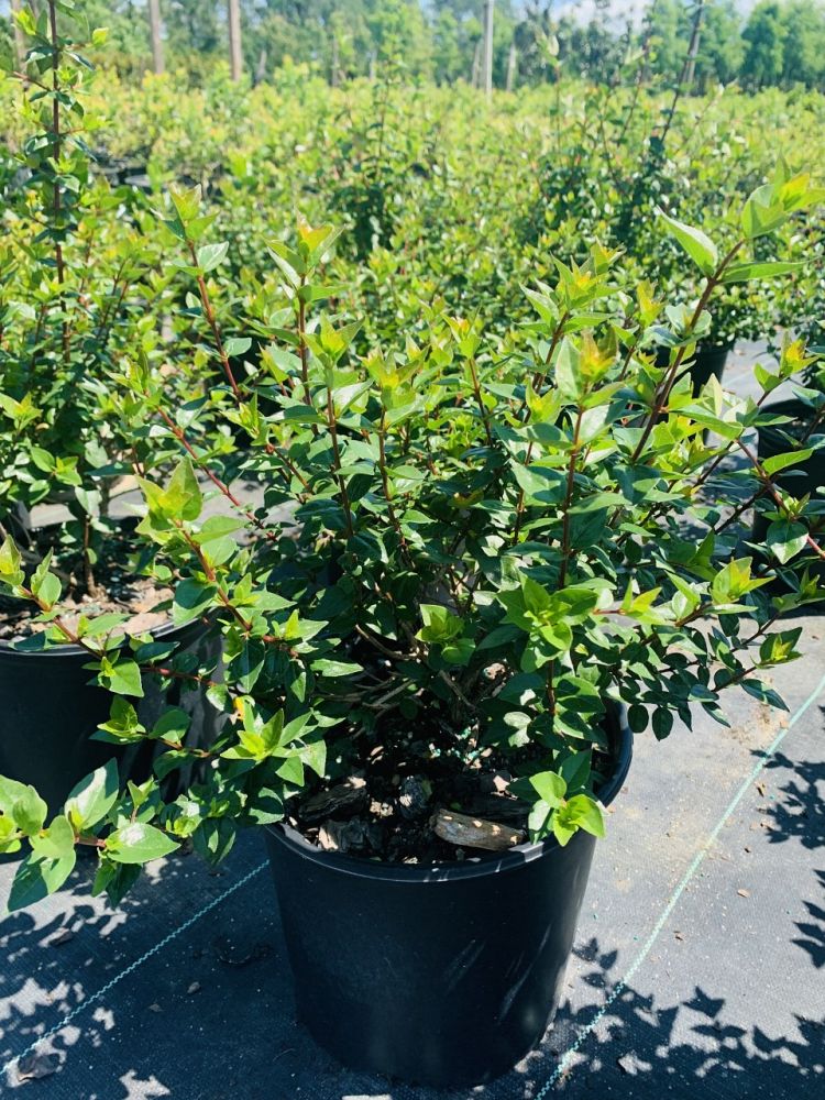 abelia-x-grandiflora-edward-goucher-glossy-abelia
