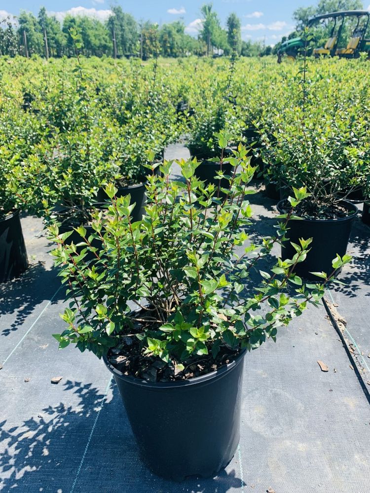 abelia-x-grandiflora-edward-goucher-glossy-abelia