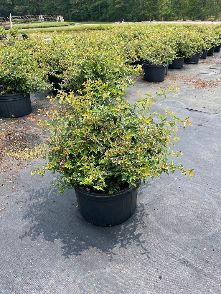 abelia-x-grandiflora-edward-goucher-glossy-abelia