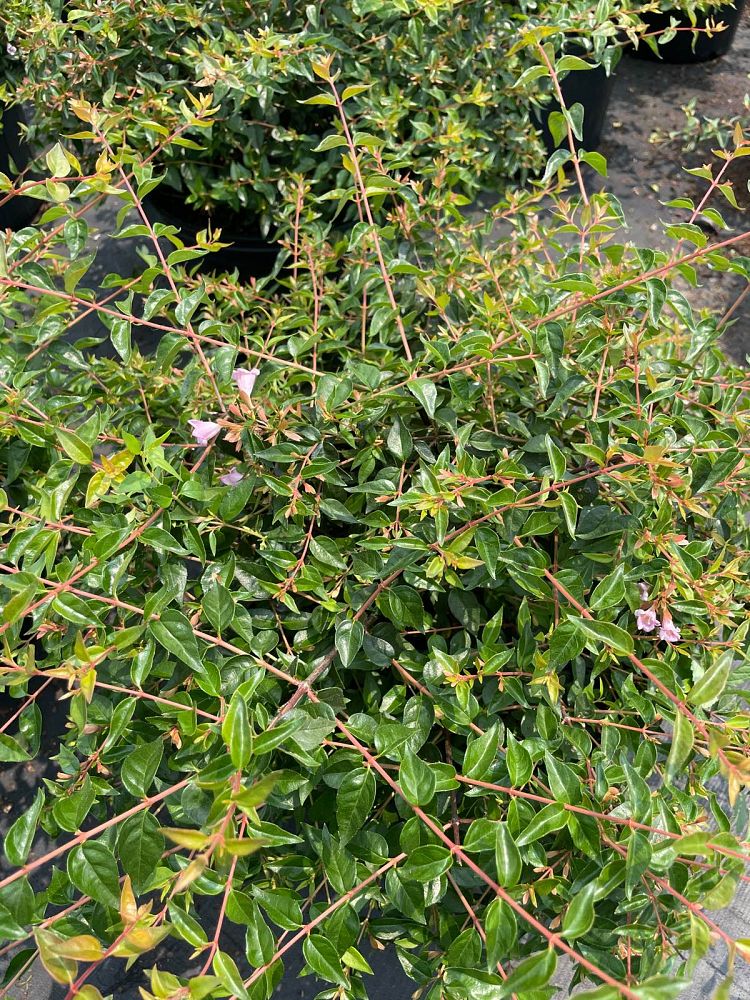 abelia-x-grandiflora-edward-goucher-glossy-abelia