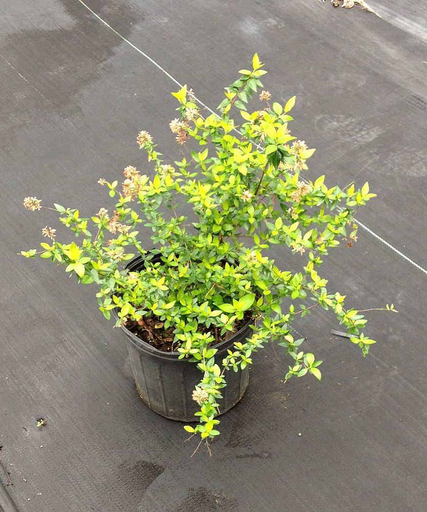 abelia-x-grandiflora-francis-mason-glossy-abelia