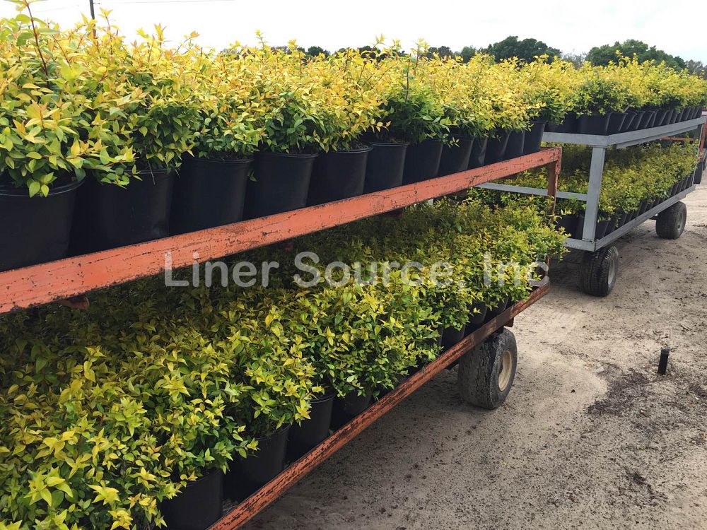 abelia-x-grandiflora-francis-mason-glossy-abelia