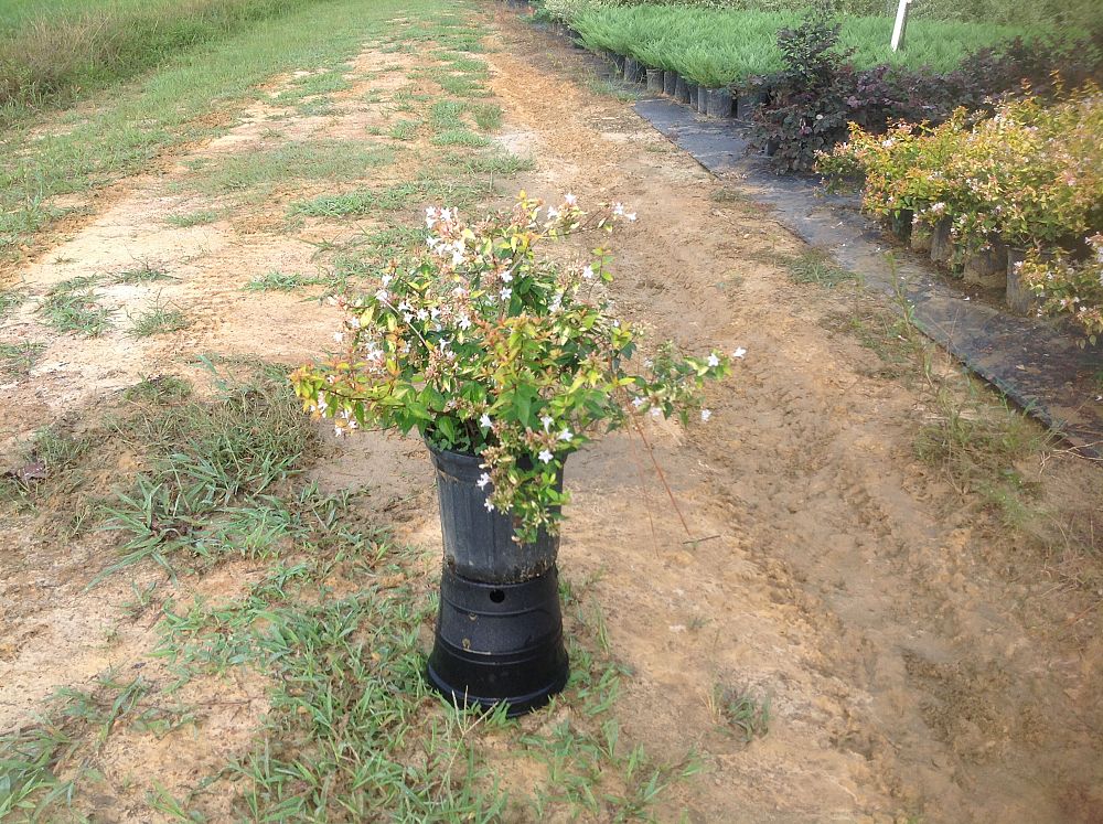 abelia-x-grandiflora-francis-mason-glossy-abelia