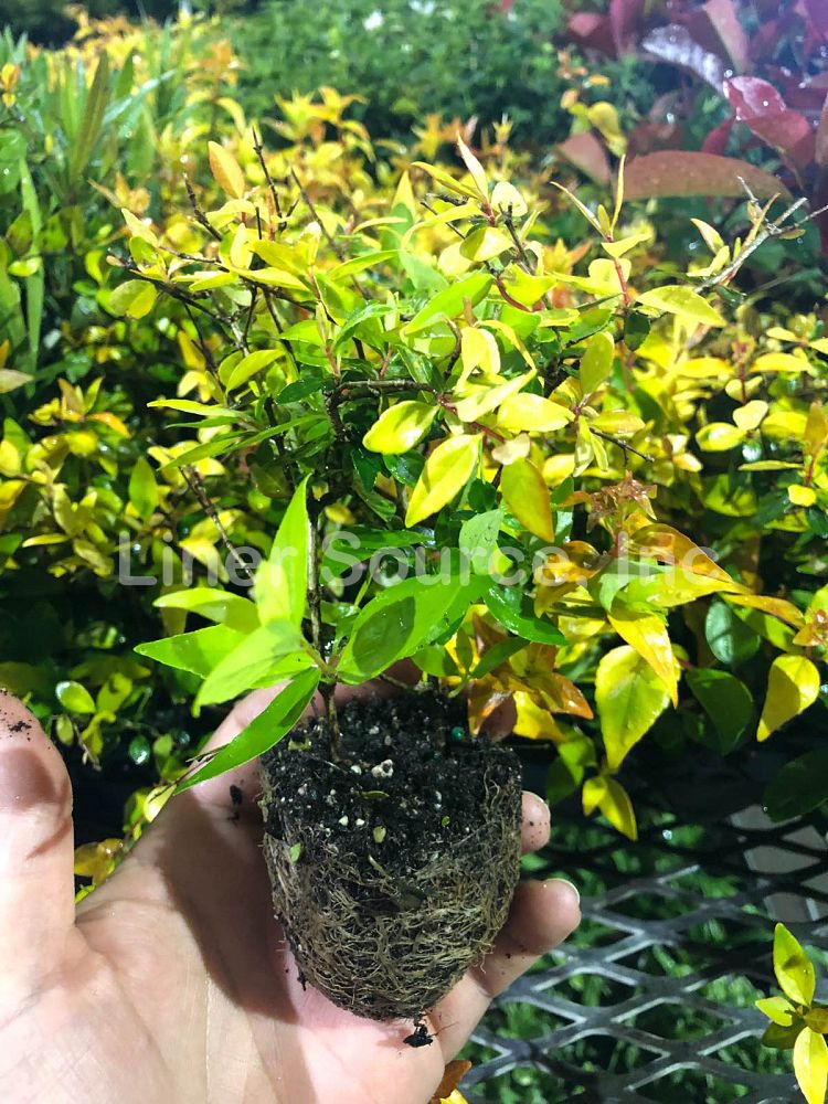 abelia-x-grandiflora-francis-mason-glossy-abelia