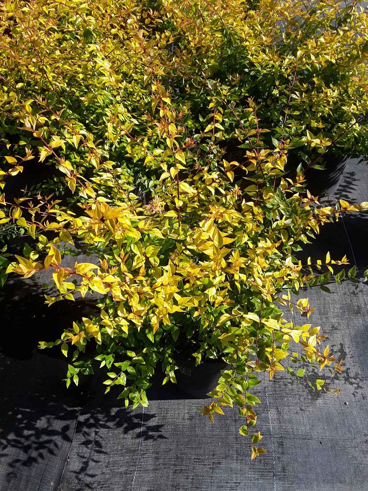 abelia-x-grandiflora-francis-mason-glossy-abelia