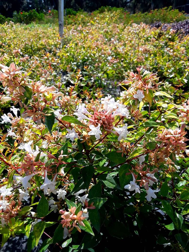 abelia-x-grandiflora-francis-mason-glossy-abelia