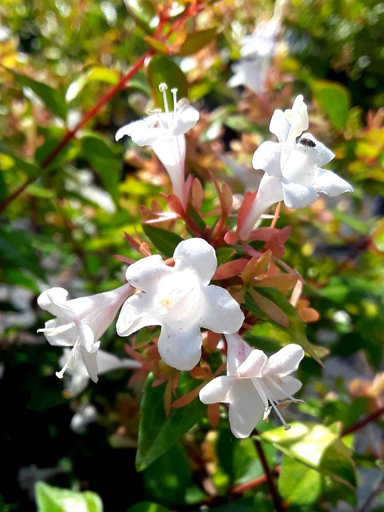 abelia-x-grandiflora-francis-mason-glossy-abelia