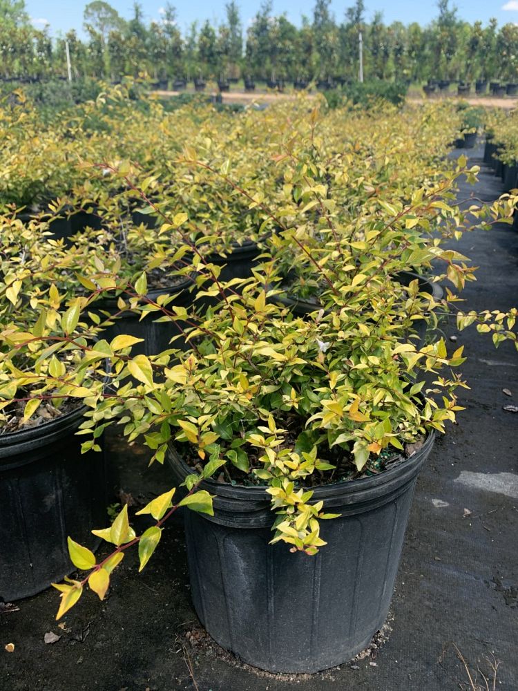 abelia-x-grandiflora-francis-mason-glossy-abelia