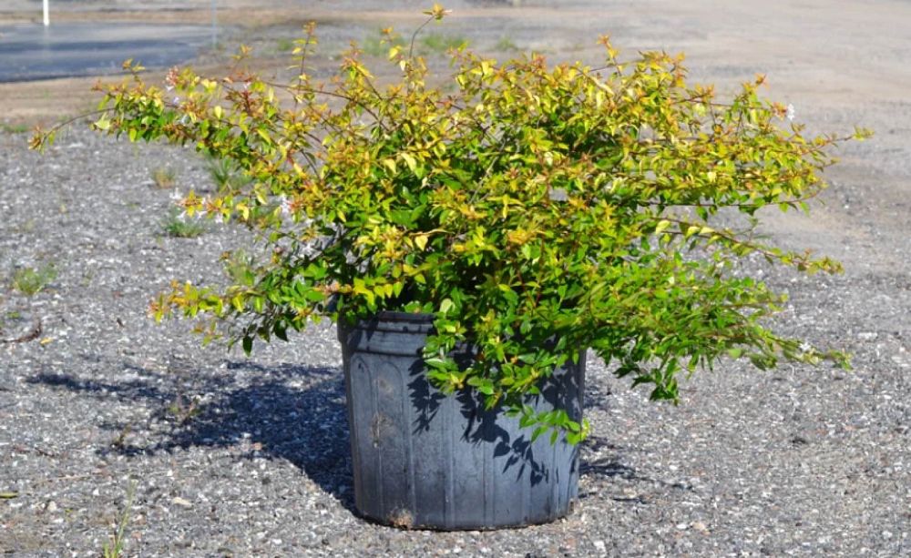 abelia-x-grandiflora-francis-mason-glossy-abelia