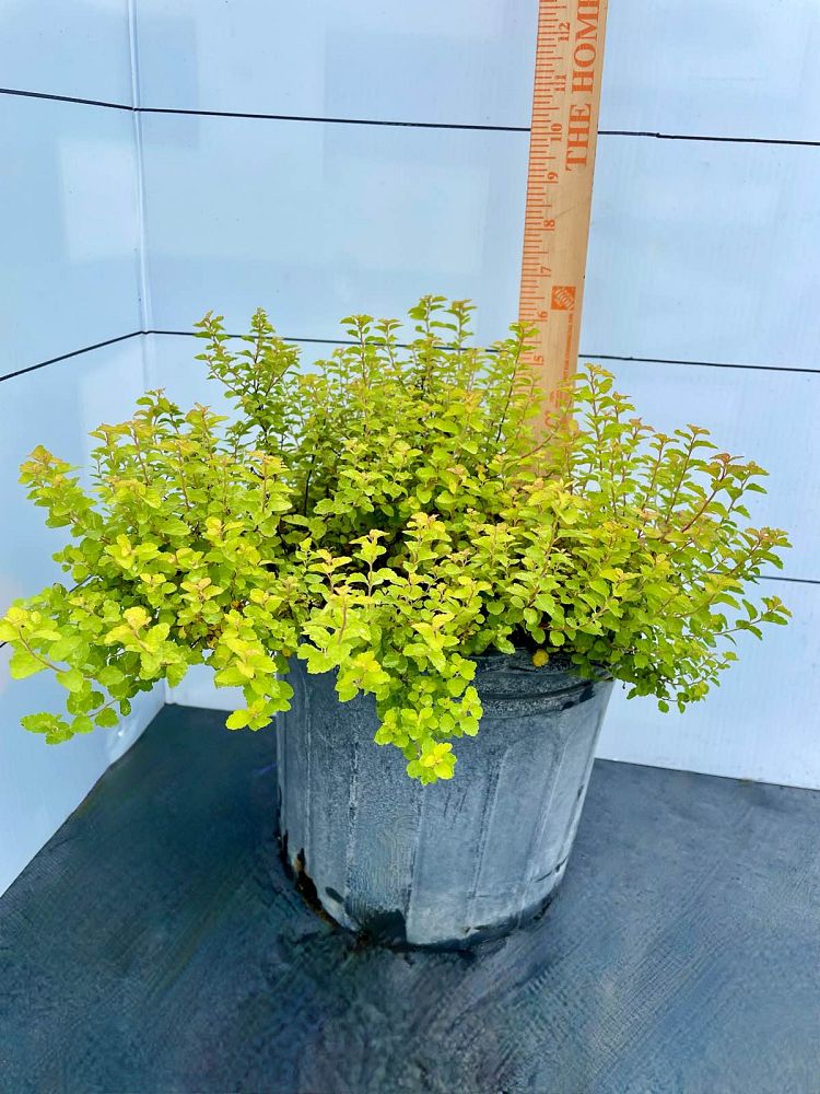 abelia-x-grandiflora-francis-mason-glossy-abelia