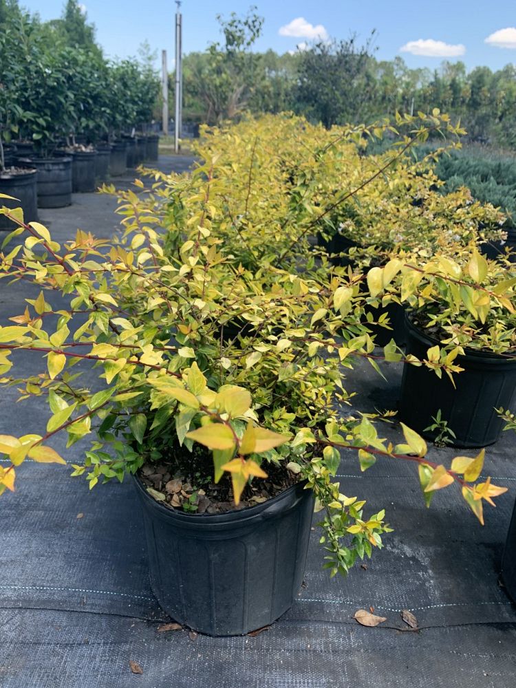 abelia-x-grandiflora-francis-mason-glossy-abelia