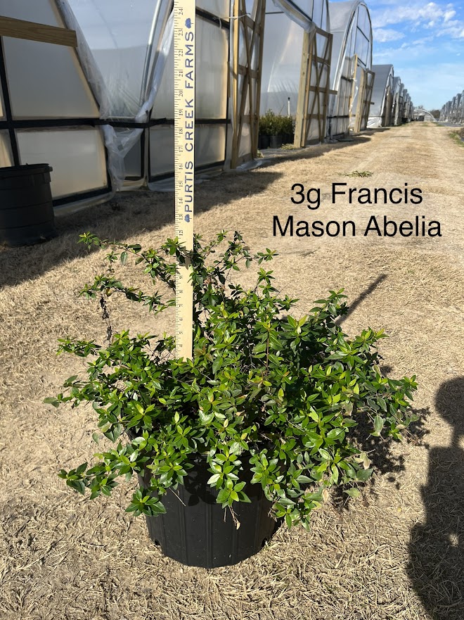 abelia-x-grandiflora-francis-mason-glossy-abelia