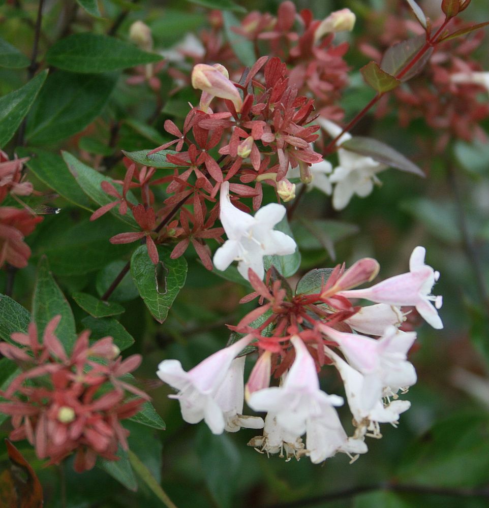 abelia-x-grandiflora-glossy-abelia