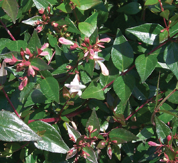 abelia-x-grandiflora-glossy-abelia