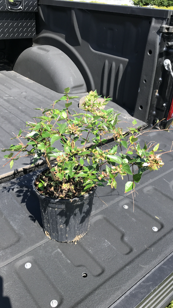 abelia-x-grandiflora-glossy-abelia