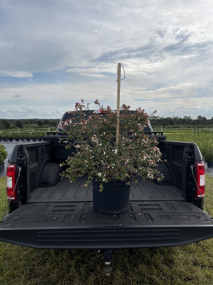 abelia-x-grandiflora-glossy-abelia