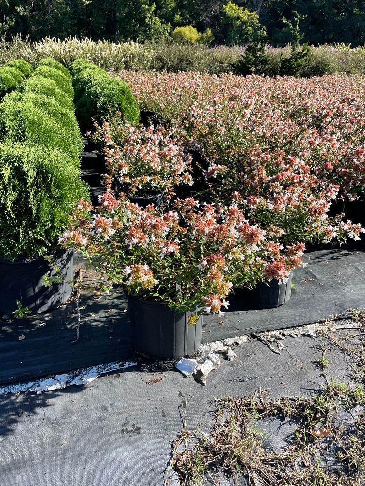 abelia-x-grandiflora-glossy-abelia