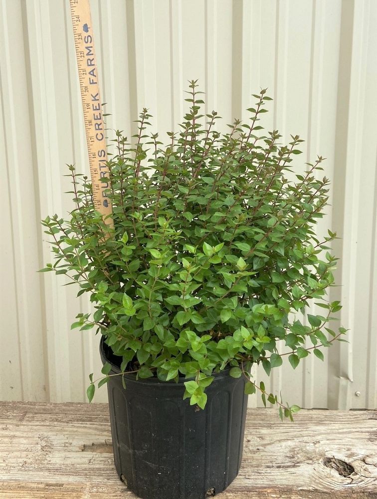 abelia-x-grandiflora-glossy-abelia