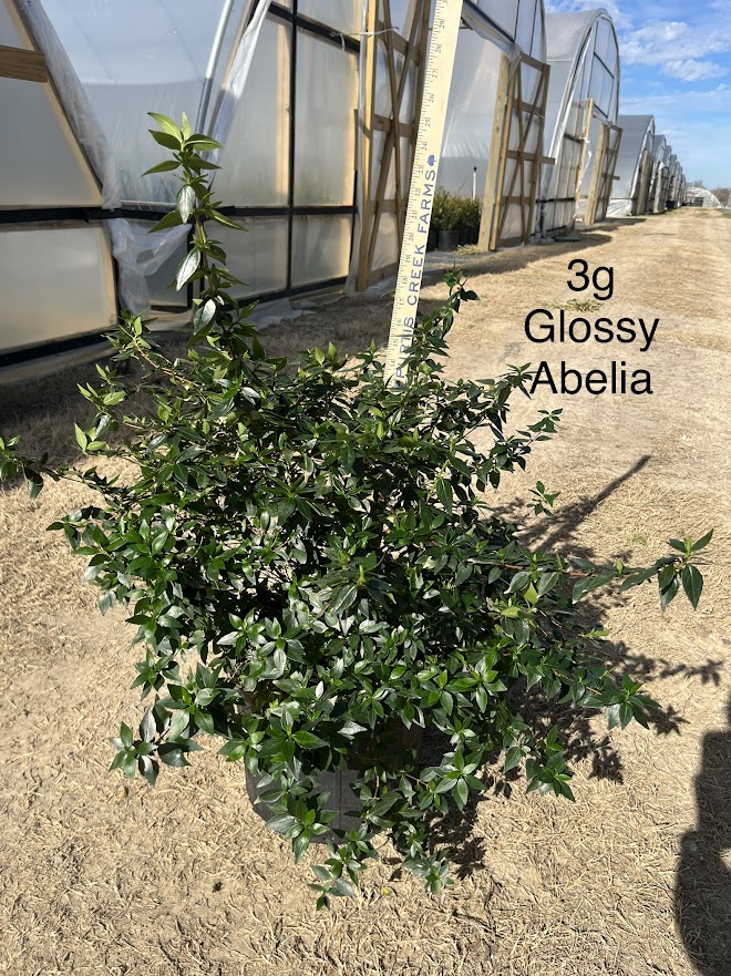 abelia-x-grandiflora-glossy-abelia