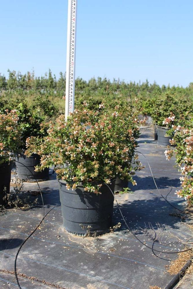 abelia-x-grandiflora-glossy-abelia
