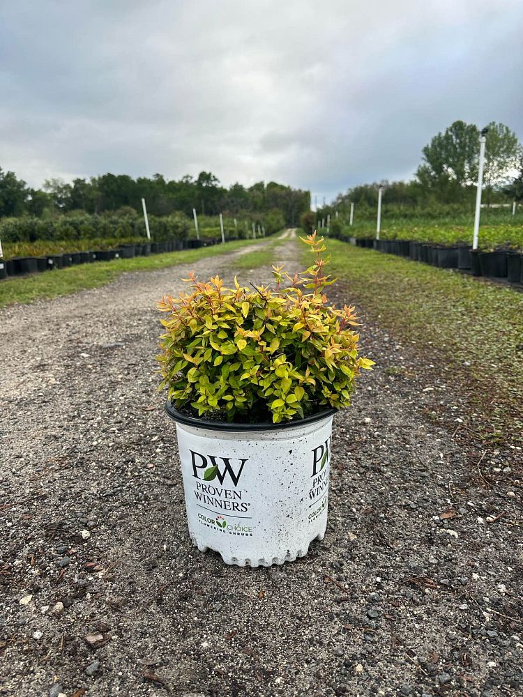 abelia-x-grandiflora-glossy-abelia