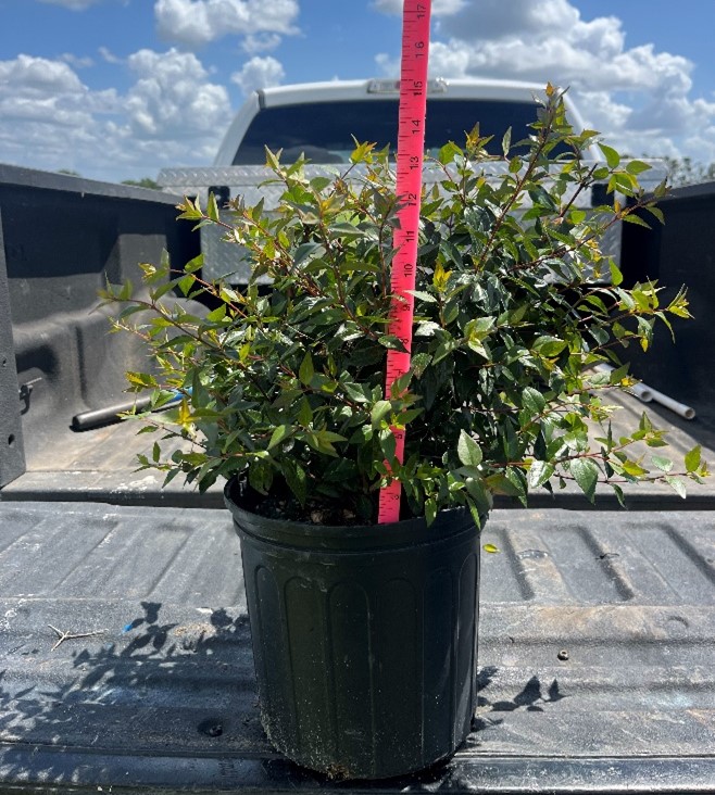 abelia-x-grandiflora-glossy-abelia