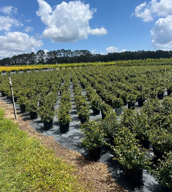 abelia-x-grandiflora-glossy-abelia