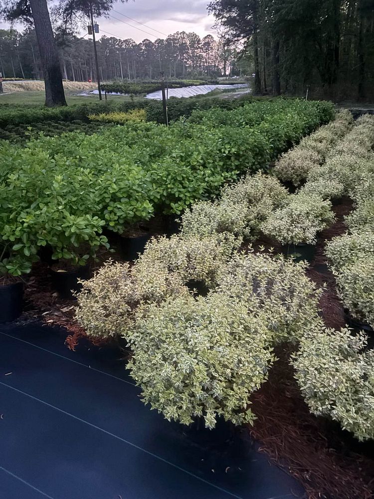 abelia-x-grandiflora-hopley-s-glossy-abelia-twist-of-lime-variegated