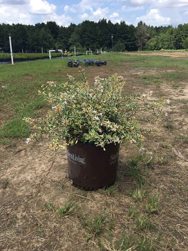 abelia-x-grandiflora-hopley-s-lemon-zest-glossy-abelia-miss-lemon