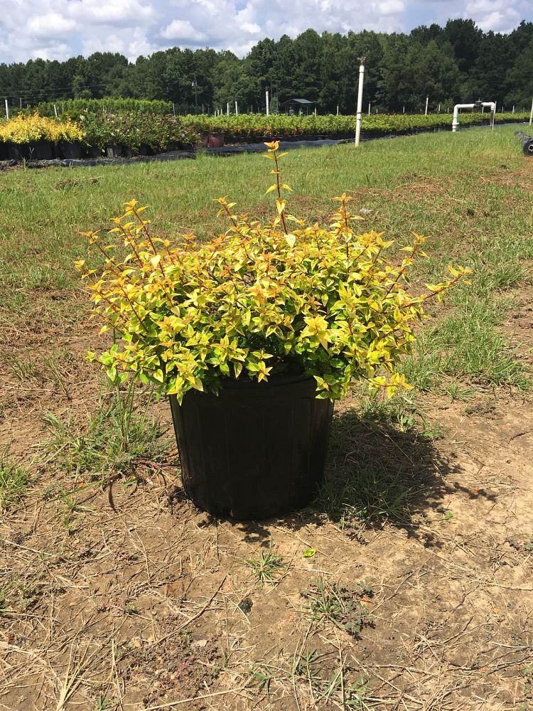 abelia-x-grandiflora-kaleidoscope-glossy-abelia