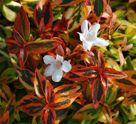 abelia-x-grandiflora-kaleidoscope-glossy-abelia