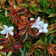 abelia-x-grandiflora-kaleidoscope-glossy-abelia