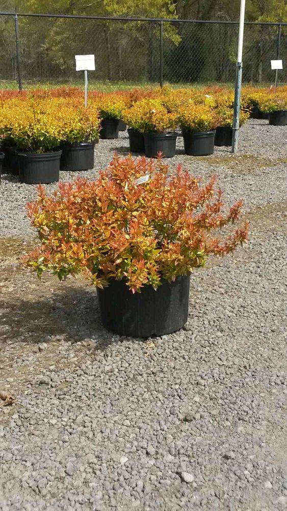 abelia-x-grandiflora-kaleidoscope-glossy-abelia